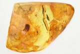 Small Fossil Gall Midge (Cecidomyiidae) In Baltic Amber #325427-1